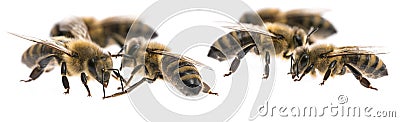 Worker bees Stock Photo