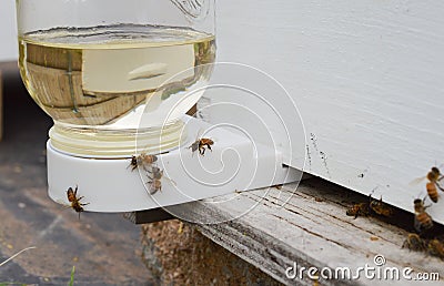 Worker bees on a sugar water feeder outside of a beehive. Stock Photo