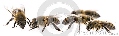 Worker bees Stock Photo