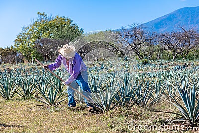 Worker in blue agave field in Tequila, Jalisco, Mexico Editorial Stock Photo