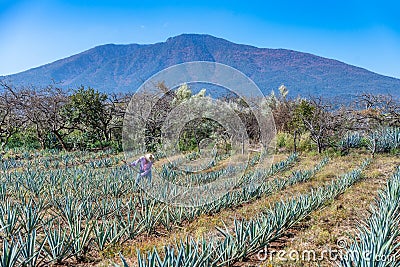 Worker in blue agave field in Tequila, Jalisco, Mexico Stock Photo