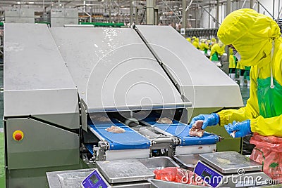 Worker catch a cutting chicken meat scaling weight for check specification Editorial Stock Photo