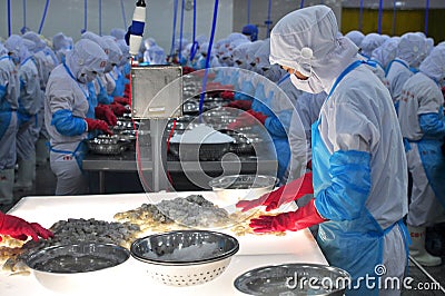 A worker is checking the color processed shrimps for exporting in a seafood factory in Vietnam Editorial Stock Photo