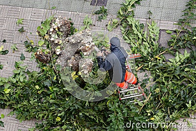 Worker climbed to a ladder pruning tree branches on city Stock Photo