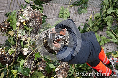 Worker climbed to a ladder pruning tree branches on city Stock Photo