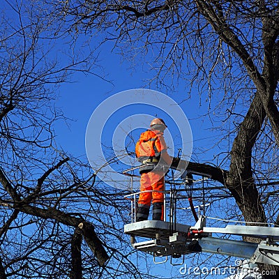 Worker cuts the dried branches Editorial Stock Photo