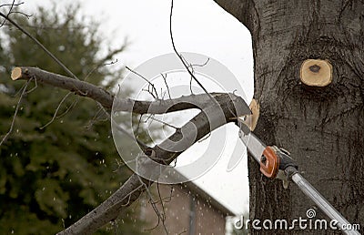 A worker cutting branches with cordless pole saw Stock Photo