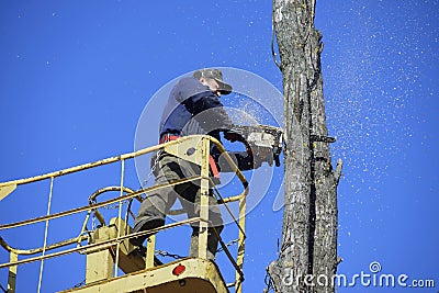 Worker cutting dead standing tree with chainsaw using truck-mounted lift Editorial Stock Photo