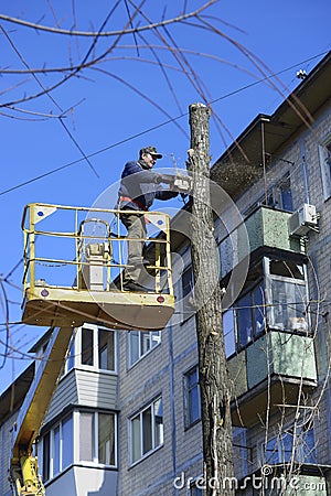 Worker cutting dead standing tree with chainsaw using truck-mounted lift Editorial Stock Photo