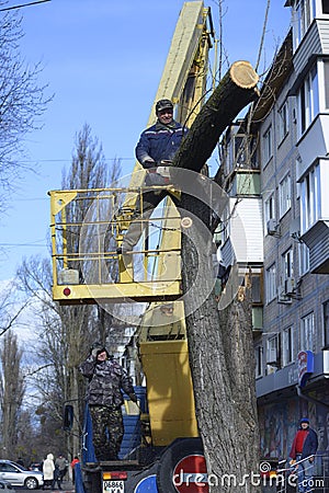 Worker cutting dead standing tree with chainsaw using truck-mounted lift Editorial Stock Photo