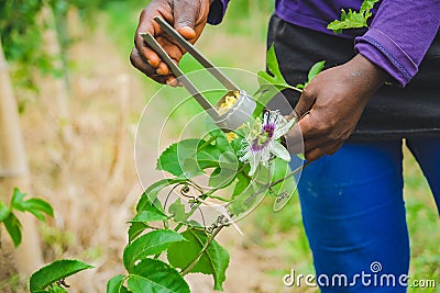 Worker doing a cross pollination of flowers Stock Photo