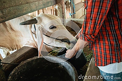 a worker hand feeds the cow using a bucket Stock Photo