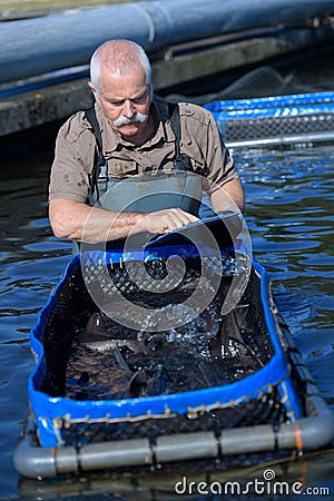 Worker harvesting farmed fish Stock Photo