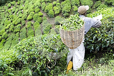 Worker Harvesting Tea Leaves Editorial Stock Photo