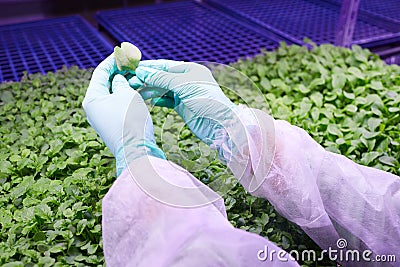Worker Holding Green Leaf in Plantation Stock Photo