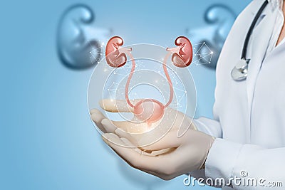 Worker of medicine shows the urinary system of the patient Stock Photo