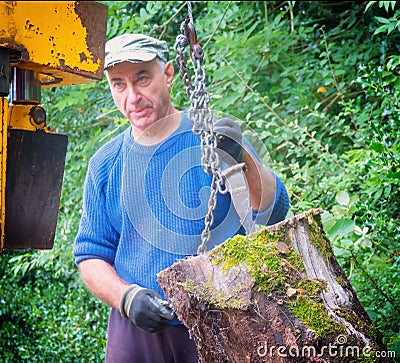 A worker moves a large log to a chain for splitting in a machine. Stock Photo