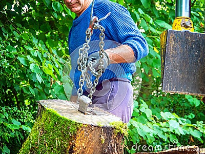 A worker moves a large log to a chain for splitting in a machine. Stock Photo