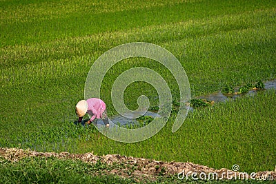 Worker planting rice on a paddy field in Vietnam Editorial Stock Photo