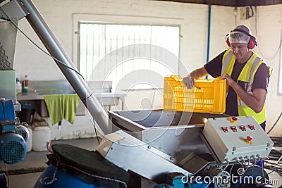 Worker processing olives in machine Stock Photo