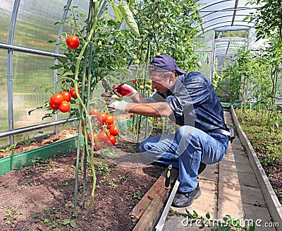 Worker processing the tomatoes bushes in the greenhouse of polycarbonate Stock Photo