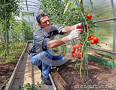 Worker processing the tomatoes bushes in the greenhouse Stock Photo