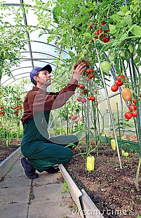 Worker processing the tomatoes bushes in the greenhouse Stock Photo