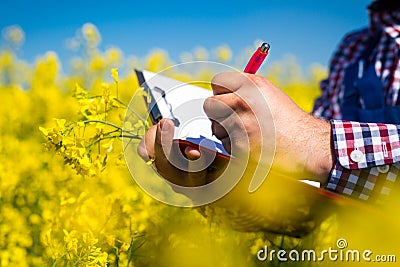 Worker in a rapeseed field doing inspection for biodiesel production Stock Photo