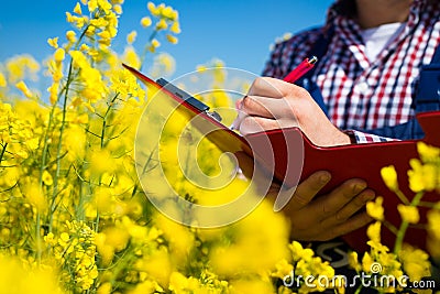 Worker in a rapeseed field doing inspection for biodiesel production Stock Photo