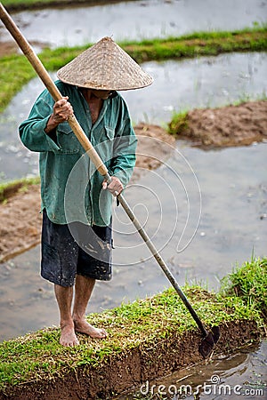 Worker in rice paddy Editorial Stock Photo