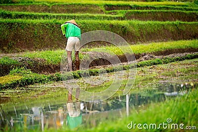 Worker on rice terraces Editorial Stock Photo