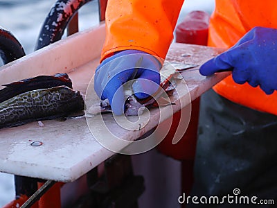 Worker's hands cutting fish Stock Photo