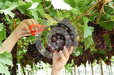 Worker`s hands holding scissor and cutting organic grapes from vines during harvest in vineyard Stock Photo