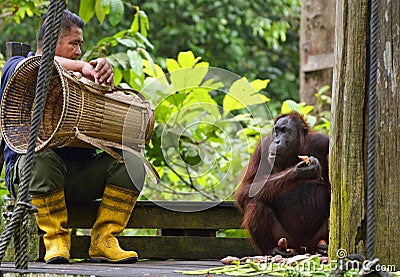 Worker sitting down beside orangutan after daily feeding at Rehabilitation Project Borneo Editorial Stock Photo