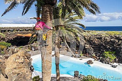 A worker taking care of a palm tree on heights, Lanzarote, Spain Editorial Stock Photo