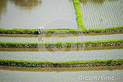 Worker in terraced rice fields in Japan Stock Photo