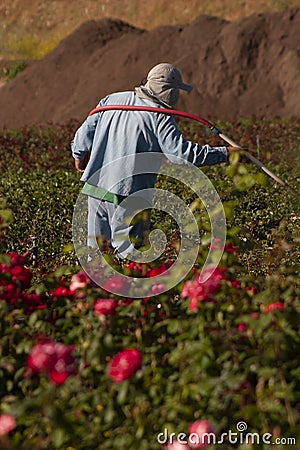 A worker watering a group of rose bushes at a nursery Stock Photo