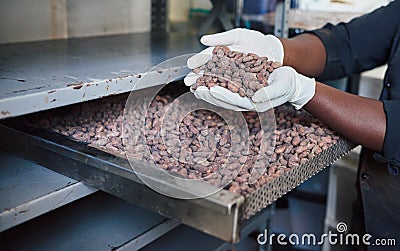 Worker inspecting cocoa beans from a factory tray Stock Photo