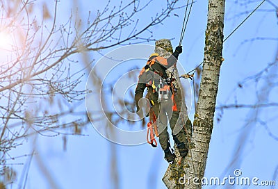 Worker at work from tall tree cutting service. Stock Photo