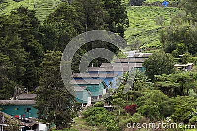 Workers` accomodation on the Sungai Palas Boh Tea Estate in the Cameron Highlands, Malaysia. Stock Photo