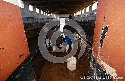 Workers in a barn in South Africa. Editorial Stock Photo