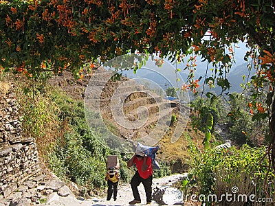 Workers Bear Weight with Their Heads, Trekking Village in Nepal Editorial Stock Photo