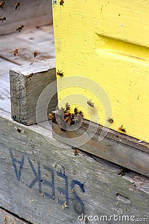 Workers bees hard at work collecting honey Stock Photo