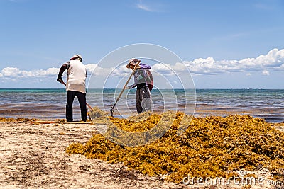 Workers cleaning sargassum algae on tropical shore Editorial Stock Photo