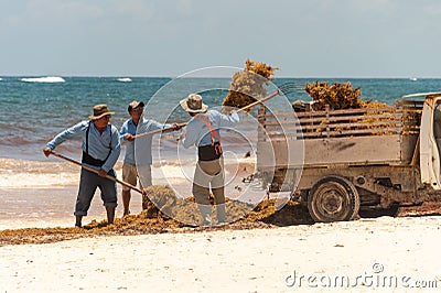 Workers cleaning Sargassum seaweed from the beach Editorial Stock Photo