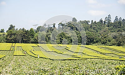 Workers cutting tea leaves in plantation in Mufindi Highlands, Tanzania. Editorial Stock Photo