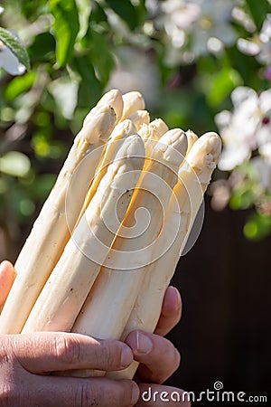 Workers hands with new harvest of high quality big Dutch washed white asparagus vegetables on farm Stock Photo