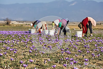 Workers harvesting crocus in a saffron field at autumn Stock Photo