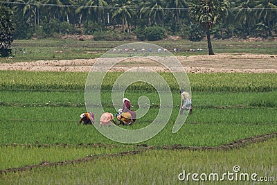 Workers in an Indian paddy field Editorial Stock Photo