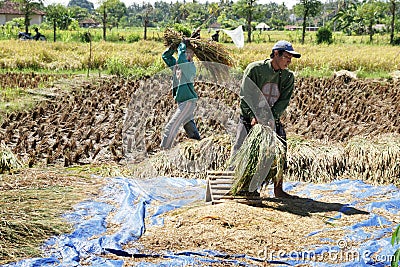 Workers in paddy field Editorial Stock Photo